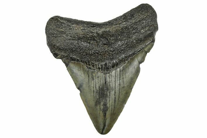 Juvenile Megalodon Tooth - South Carolina #368680